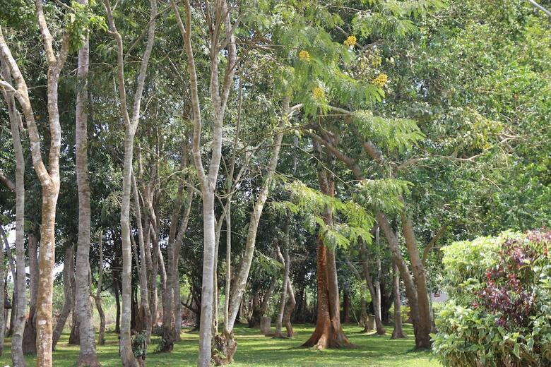 Apartamento Forest Park Resort