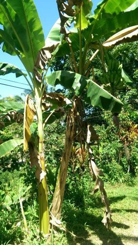 Bed & Breakfast Real Dominican Republic Discovery