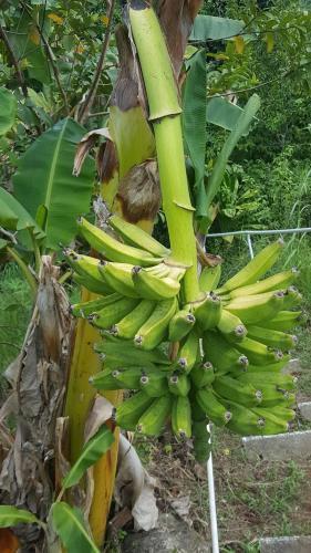 Bed & Breakfast Real Dominican Republic Discovery