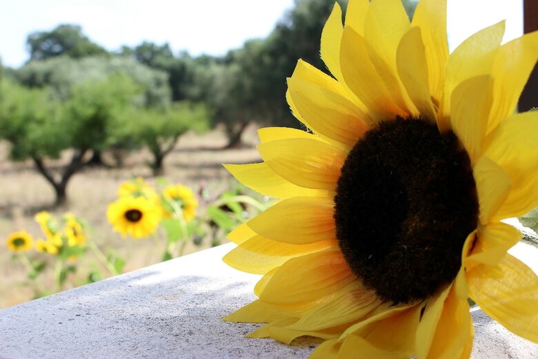 Trullo Madia With Shared Jacuzzi For A Memorable Stay In Nature And Relax