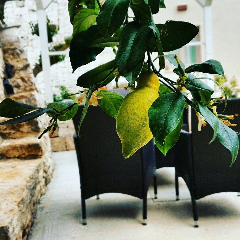 Trullo Madia With Shared Jacuzzi For A Memorable Stay In Nature And Relax
