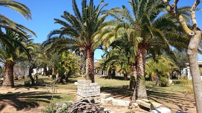 El Olivar de Roche Viejo