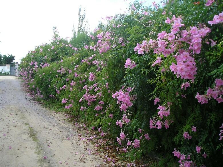 El Olivar de Roche Viejo