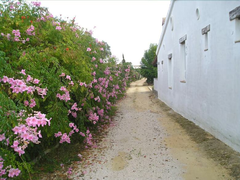 El Olivar de Roche Viejo