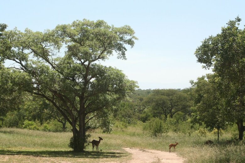 Posada Distinctly Africa - Manyeleti