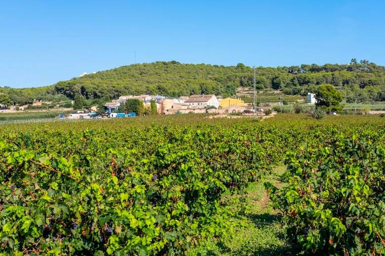 Apartamentos Little Vine