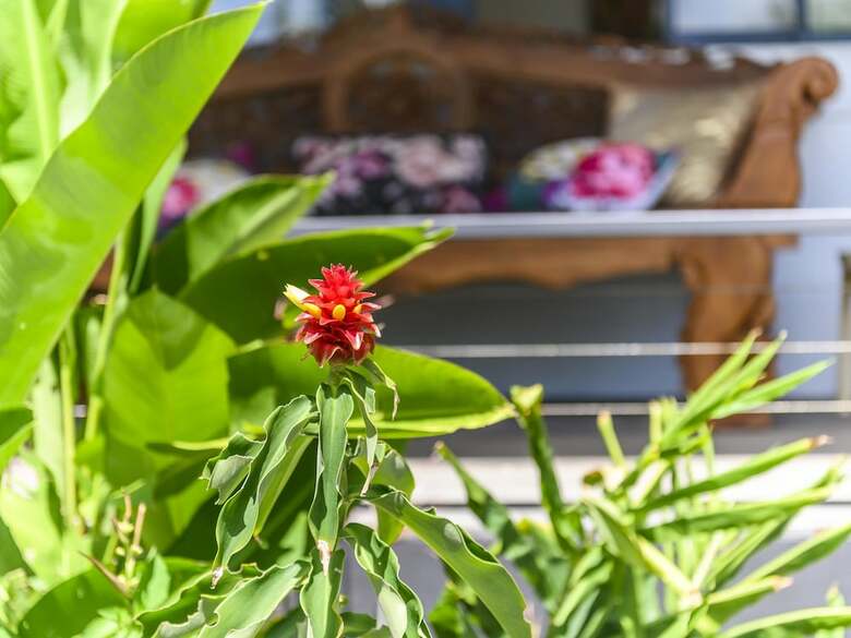 Maison Daintree