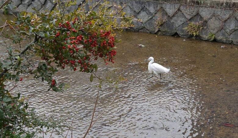 Canal House Takasegawa