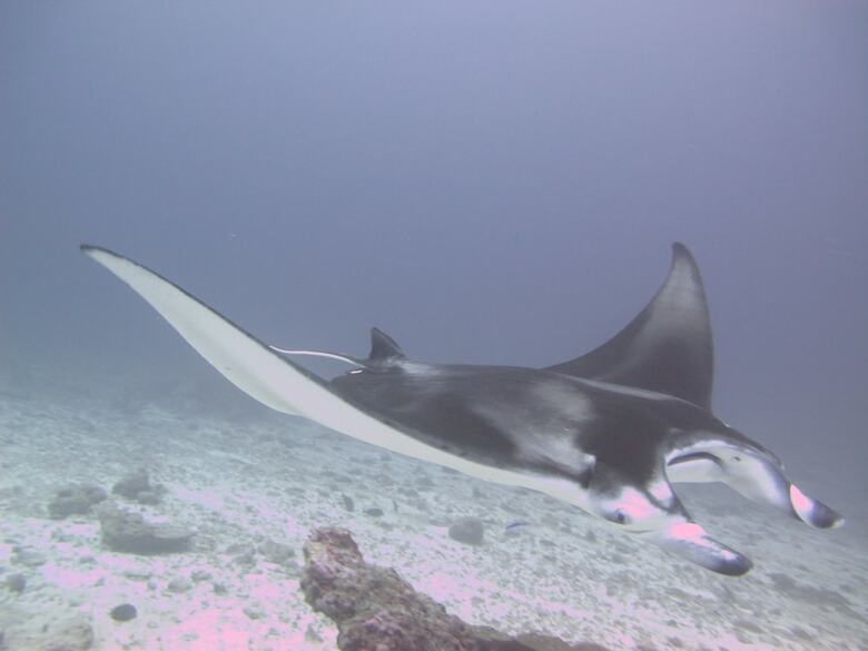 Hotel Sea Star Diving