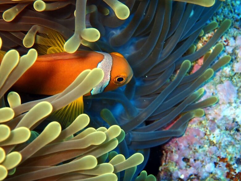 Hotel Sea Star Diving