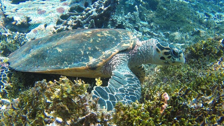 Hotel Sea Star Diving