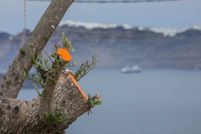 Hotel Melidonia Suites