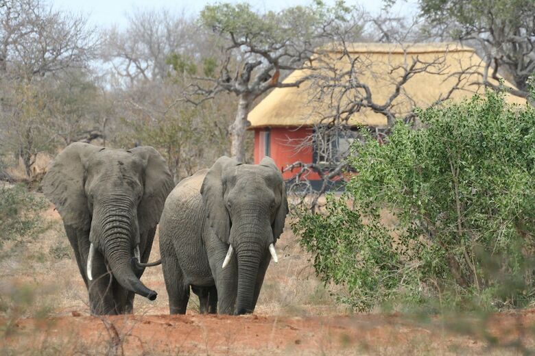 Posada Mohlabetsi Safari Lodge