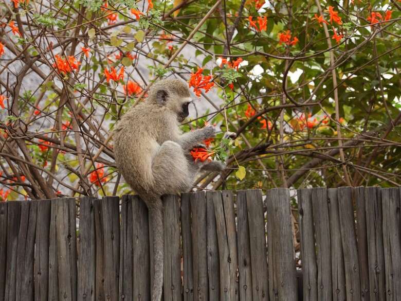 Posada Kruger Park Tours