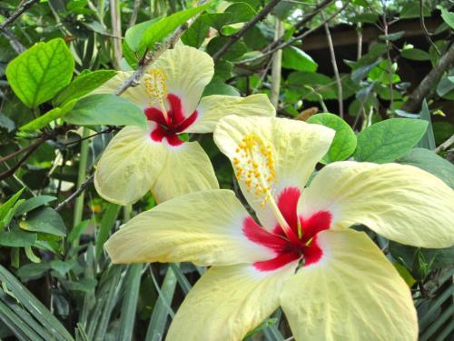 Hotel Physis Caribbean Bed & Breakfast