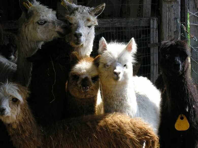 Agroturismo Maridiana Alpaca
