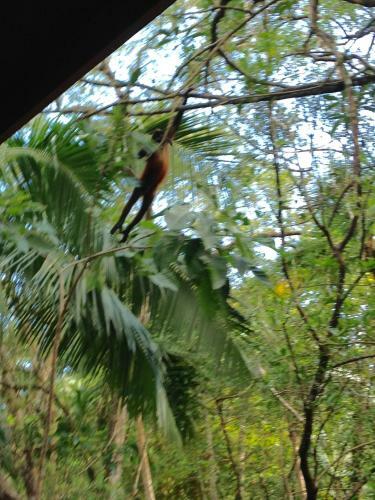 Casa Manglar