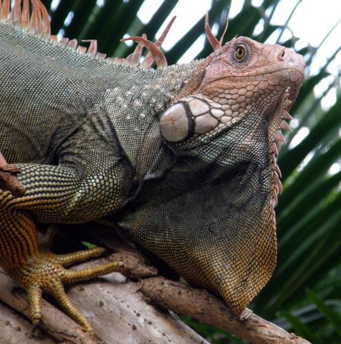 Hotel Flying Crocodile