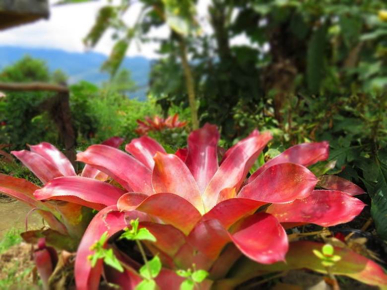 Bed & Breakfast Rinconcito Verde