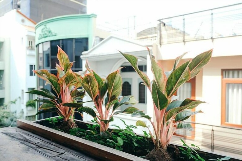 Hotel Urban Saigon Studio