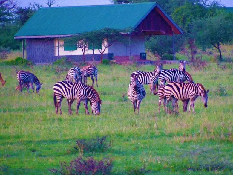 Posada Zebra-kemang'ore Bush Tented Lodge