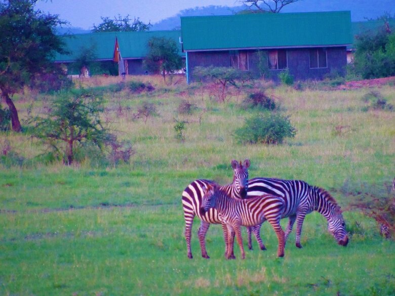 Posada Zebra-kemang'ore Bush Tented Lodge