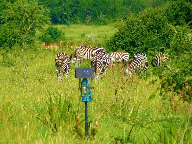 Posada Zebra-kemang'ore Bush Tented Lodge