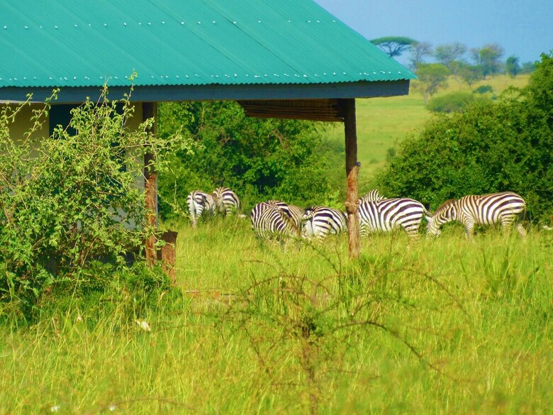 Posada Zebra-kemang'ore Bush Tented Lodge