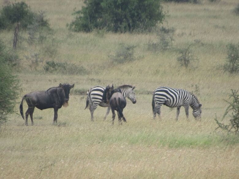 Posada Zebra-kemang'ore Bush Tented Lodge