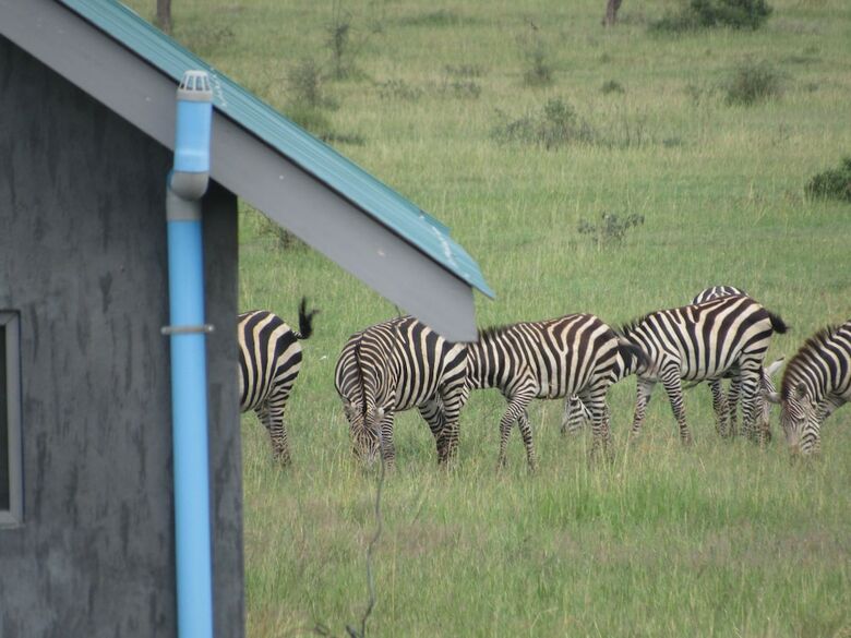 Posada Zebra-kemang'ore Bush Tented Lodge