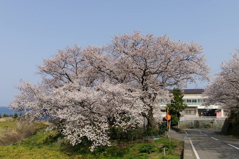 Takasuso