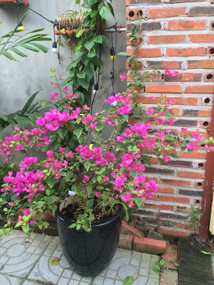 Hotel Trang An Precious Homestay
