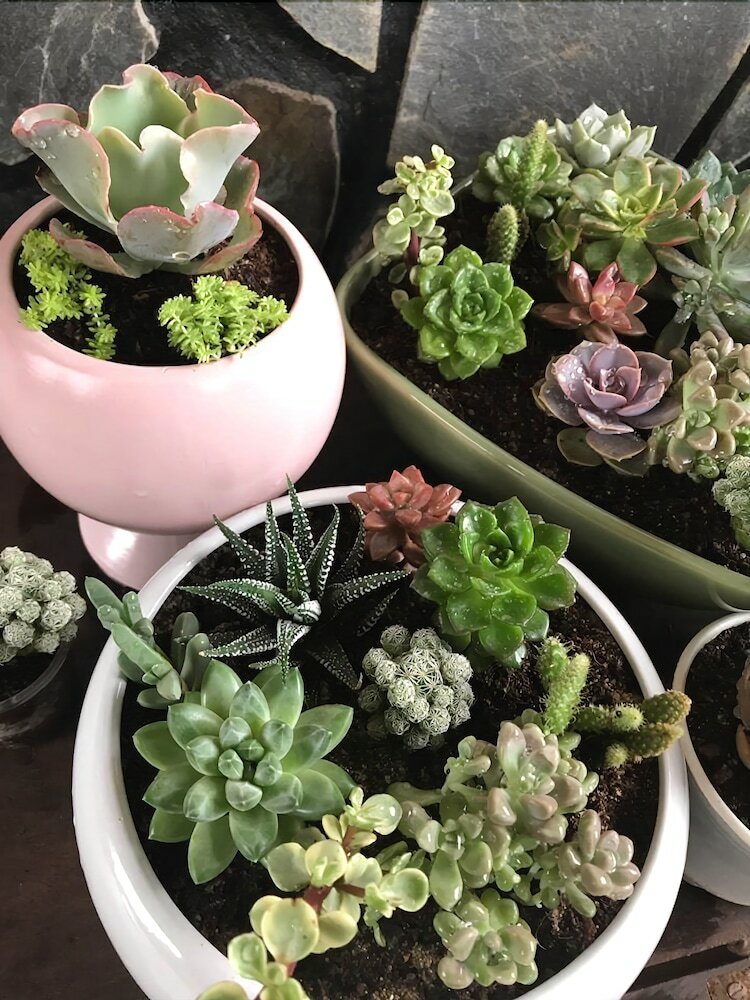 Hotel Sen Da Villa - Succulent Villa
