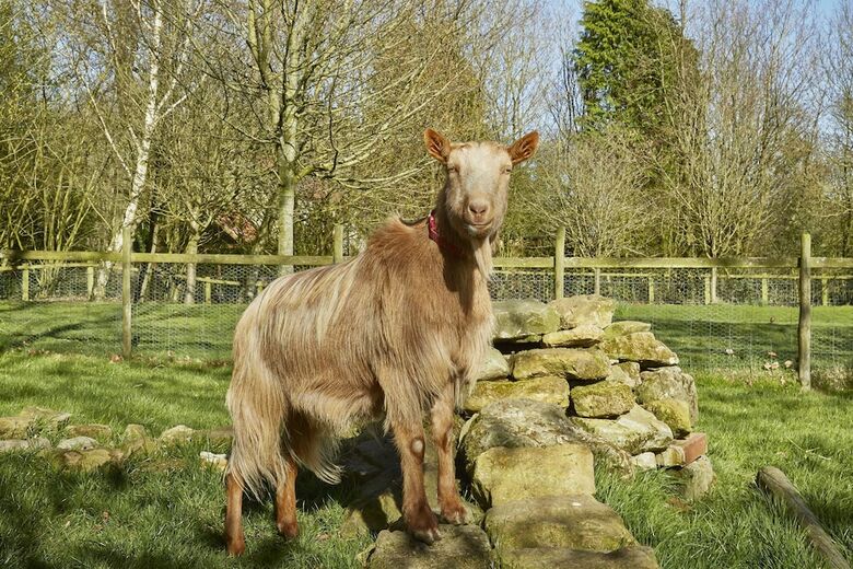 Agroturismo Rawcliffe House Farm