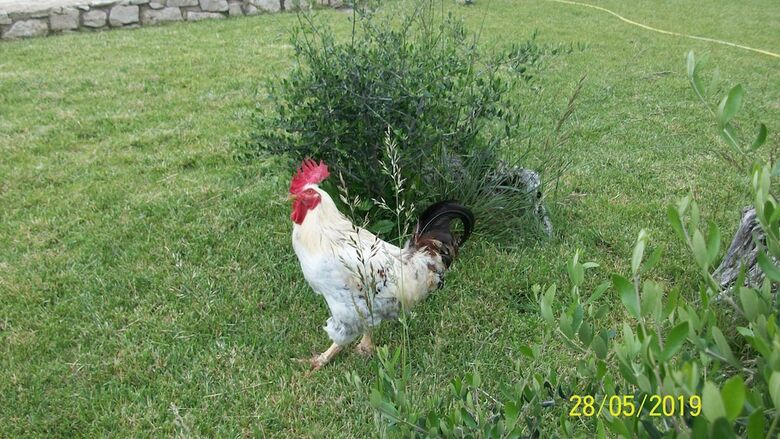 Il Giardino Degli Ulivi