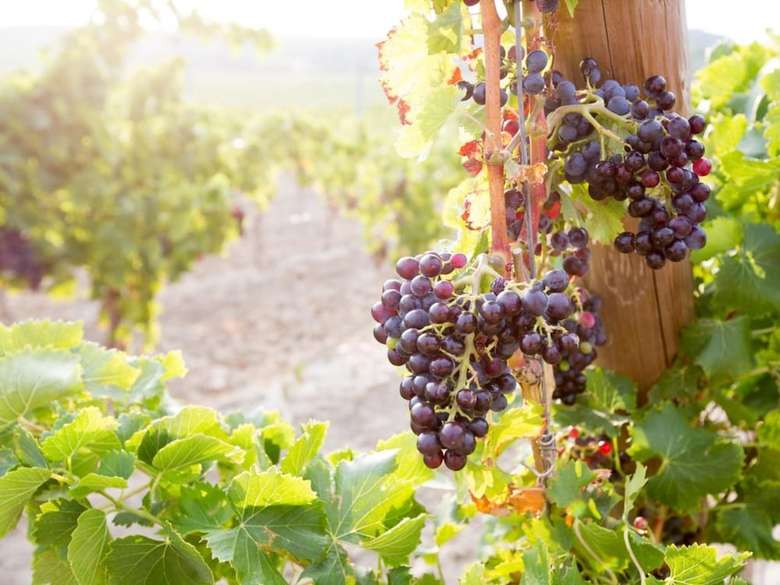 Domaine de Saint Obre