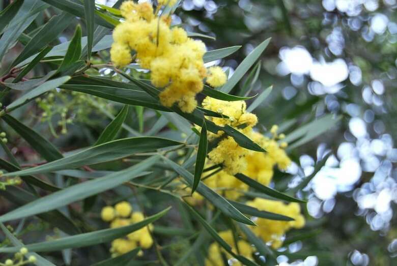 Bed & Breakfast Villa Nais