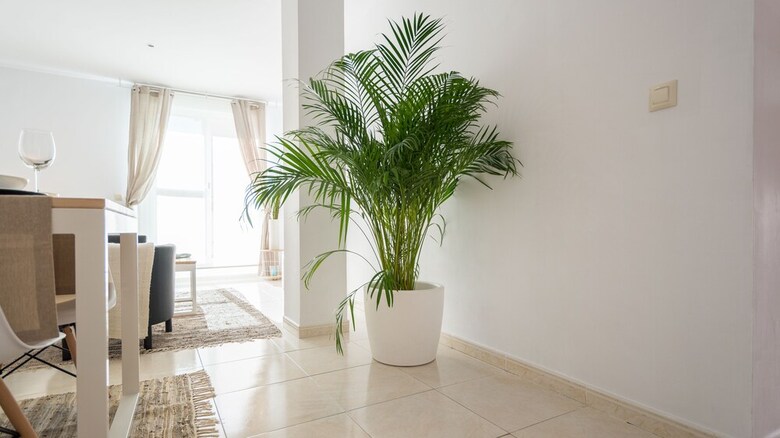 Apartamentos Ahro Suites Blanco Soler 3