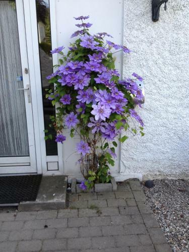 Hotel S�nderborg Garni