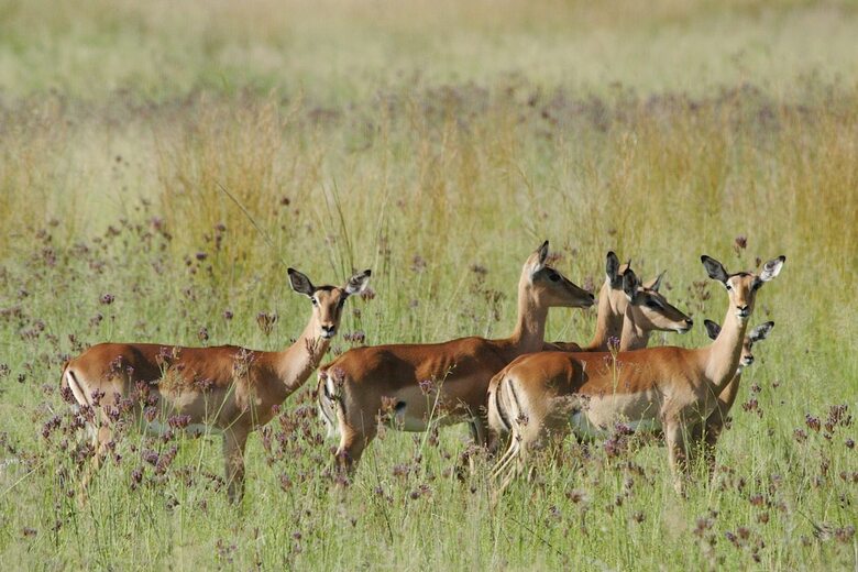 Posada Woodlands Game Lodge