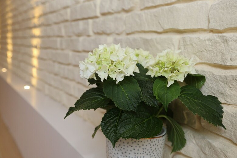 Apartamento Grand Duplex Ribeauvill� Les Hydrangeas