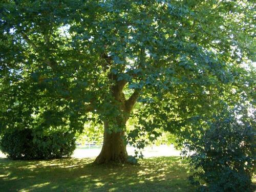 Bed & Breakfast Le Platane