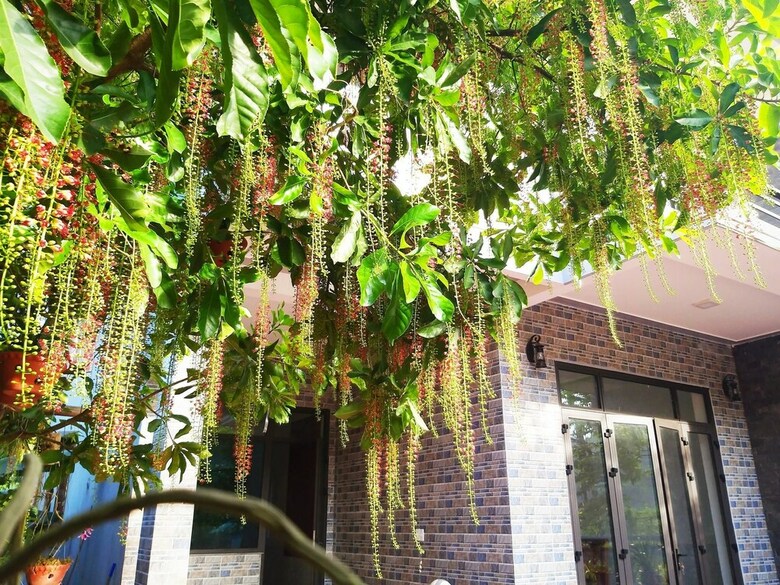 Bed & Breakfast Loren Homestay