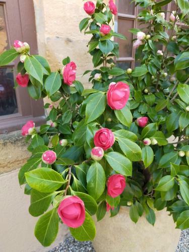 Bed & Breakfast Ch�teau De La Venerie