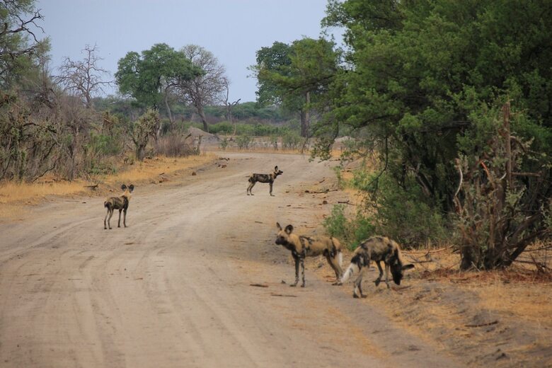 Posada Miombo Safari Camp