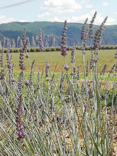 Bed & Breakfast Maison D'h�tes Le Jas Vieux