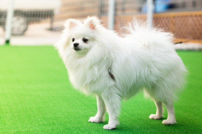 Two Puppy Place Pension