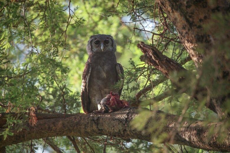 Posada Pakuba Safari Lodge