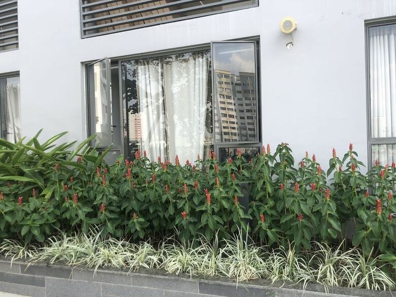 Apartamentos Rose Home