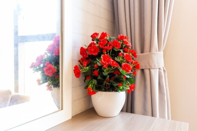 Apartamentos Rose Home